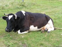 Жалоба-отзыв: Ветеринарная служба, Аким - Халатное отношение к проверке скота на Бруцеллёз