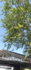 Жалоба-отзыв: Шерсточенко Зульфия - Дерево постоянно обрывается провода. Просьба посодействовать.  Фото №1